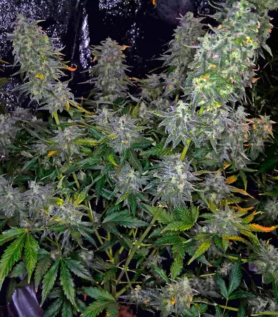 Moby Dick XXL strain