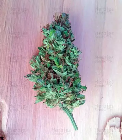 OG Kush Auto (Humboldt Seeds Organization) Cannabis-Samen