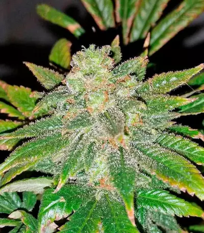 Pakistan Valley (World of Seeds) Cannabis-Samen
