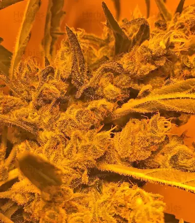 SexBud (Female Seeds) Cannabis-Samen