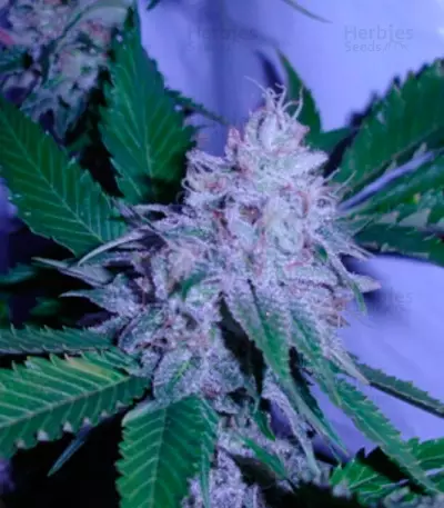 White Berry (VIP Seeds) Cannabis-Samen