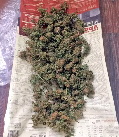 Wild Thailand (World of Seeds) Cannabis-Samen