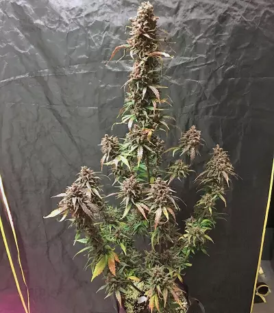 Dark Devil Auto (Sweet Seeds) Cannabis-Samen