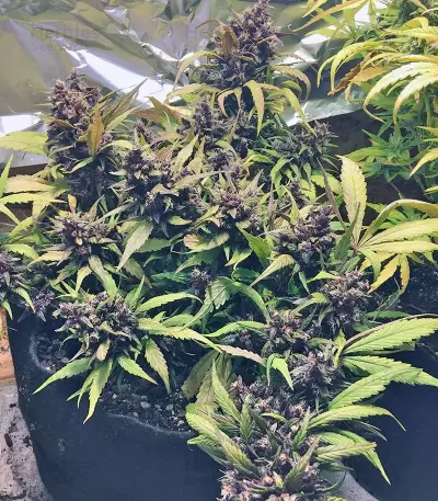 Red Poison Auto (Sweet Seeds) Cannabis-Samen