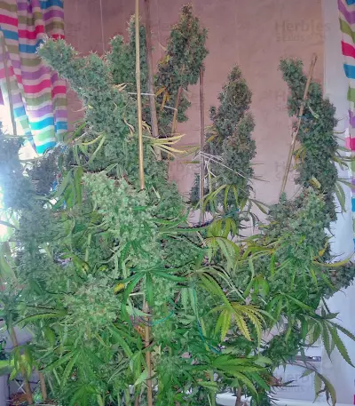 Skunk #11 (Dutch Passion) Cannabis-Samen