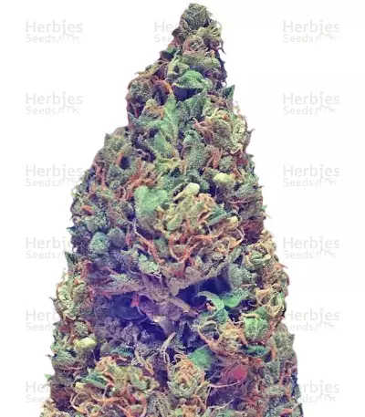 Deep Purple Haze Auto (Sumo Seeds) Cannabis-Samen