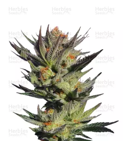 Gypsy Kush (Kannabia Seeds) Cannabis-Samen