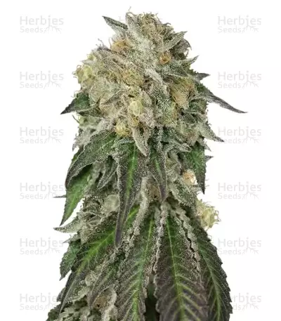 Amherst Sour Diesel (Humboldt Seeds Organization) Cannabis-Samen