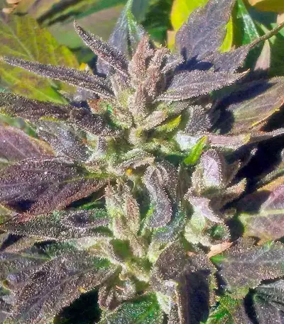 OG Kush (Dinafem Seeds) Cannabis-Samen