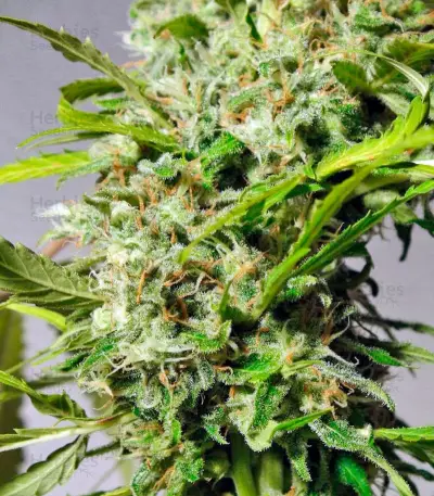 Sweet Tai (Sweet Seeds) Cannabis-Samen