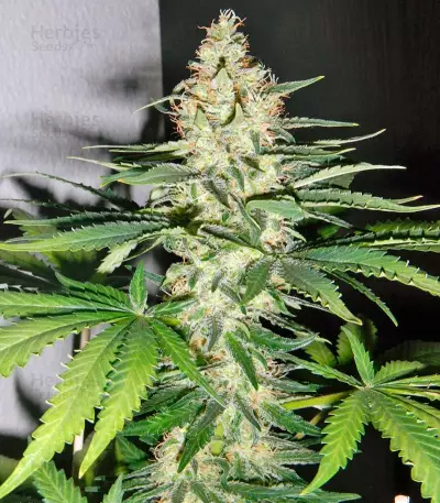 Utopia Haze (Barney's Farm) Cannabis-Samen