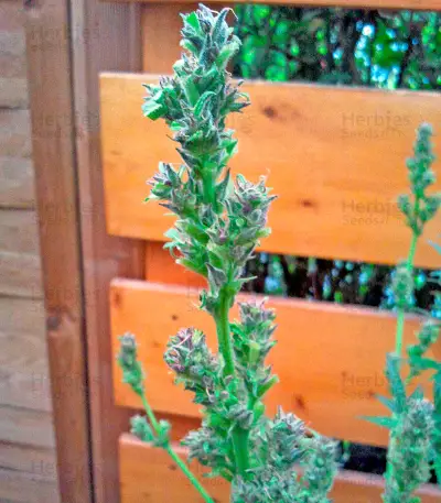 White Russian #1 Auto (Serious Seeds) Cannabis-Samen