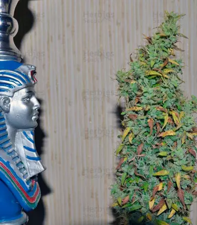 Auto Nefertiti (Pyramid Seeds) Cannabis-Samen