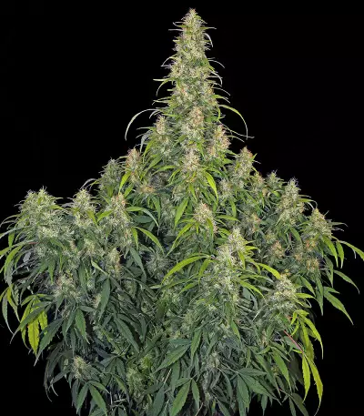 CBD-Chronic (Serious Seeds)