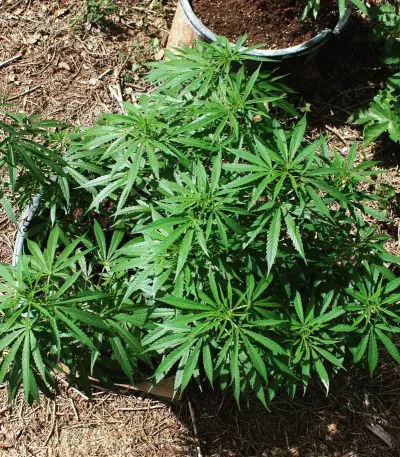 Cheese (Vision Seeds) Cannabis-Samen
