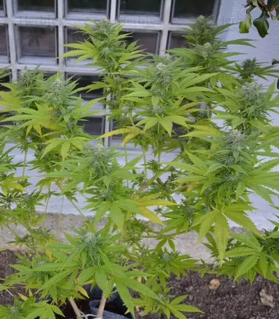 Critical Strain