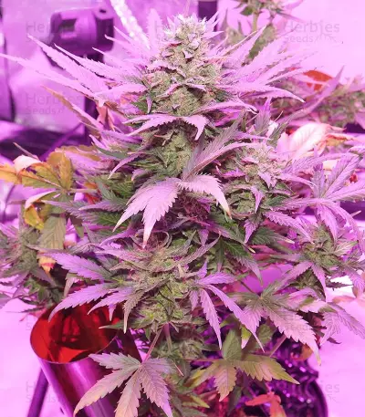 Flash Babylon Auto (Samsara Seeds) Cannabis-Samen