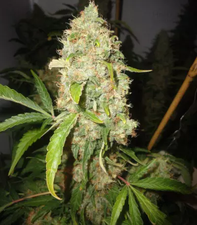 Jack Herer (Vision Seeds) Cannabis-Samen