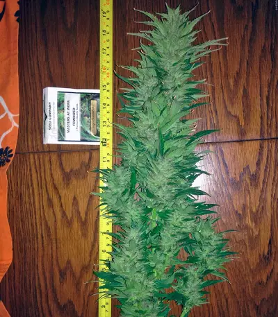 Jorge’s Diamonds #1 (Dutch Passion) Cannabis-Samen