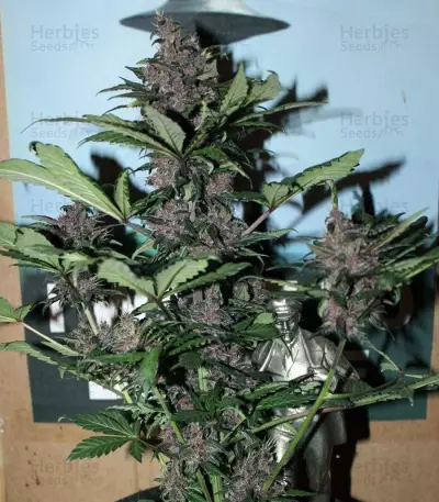 LSD-25 Auto feminisierte Samen