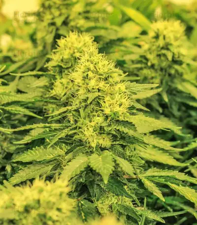 La Blanca Gold (Vision Seeds) Cannabis-Samen