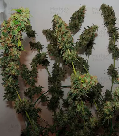 Orange Bud regular (Dutch Passion) Cannabis-Samen