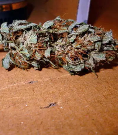 Passion #1 regular (Dutch Passion) Cannabis-Samen