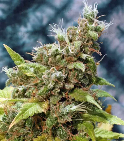 Point of No Return regular (Mandala Seeds) Cannabis-Samen