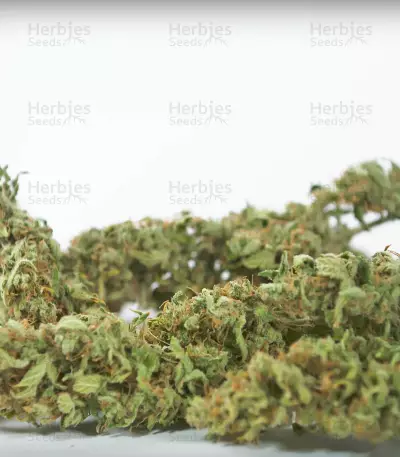 Sour Diesel Autoflowering (Dinafem Seeds) Cannabis-Samen