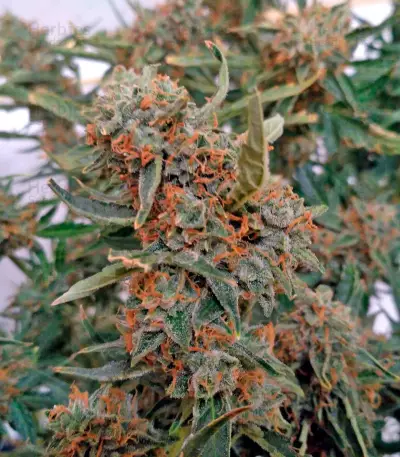 Sugar Mango Ryder Auto (World of Seeds) Cannabis-Samen