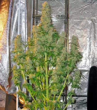 Alaskan Ice (GHS) Cannabis-Samen