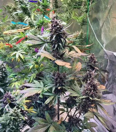 Devil Cream Auto (Sweet Seeds) Cannabis-Samen