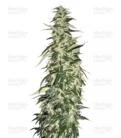 Puna Budder regular (T.H. Seeds) Cannabis-Samen