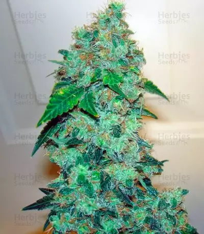 Bubba Kush (GHS) Cannabis-Samen