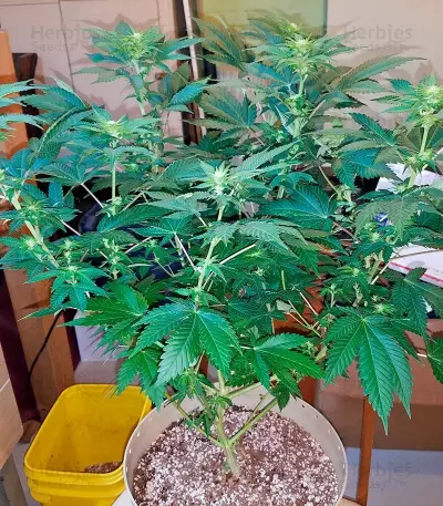Wembley (Pyramid Seeds) Cannabis-Samen