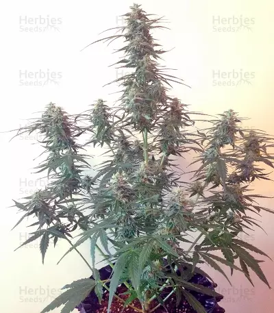 Auto Mazar (Dutch Passion) Cannabis-Samen
