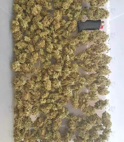 Big Bud (Vision Seeds) Cannabis-Samen