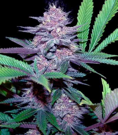 Blue Dream Auto (Humboldt Seeds Organization) Cannabis-Samen