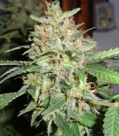 BubbleGummer (Female Seeds) Cannabis-Samen