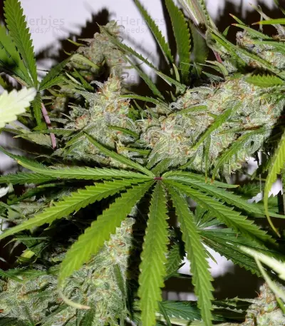 C99 (Female Seeds) Cannabis-Samen