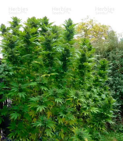 Durban Poison strain