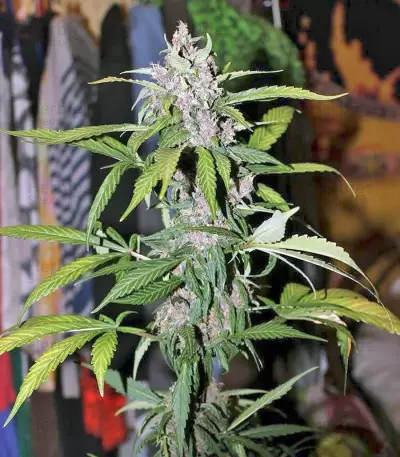 Fastberry Auto (Fast Buds) Cannabis-Samen