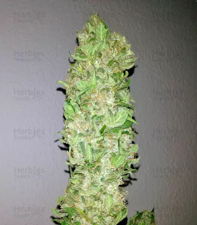Magic Bud (Paradise Seeds) Cannabis-Samen