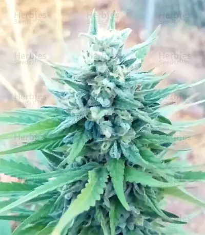 Marmalate Early Version (Delicious Seeds) Cannabis-Samen