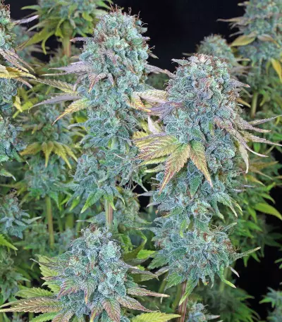 Serious Happiness (Serious Seeds) Cannabis-Samen