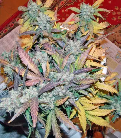 S.A.D. Sweet Afgani Delicious Auto (Sweet Seeds) Cannabis-Samen