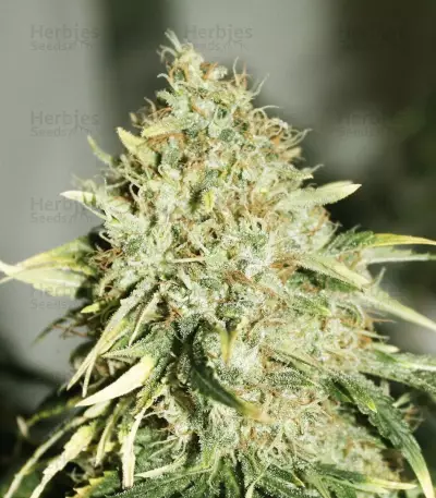The Doctor (GHS) Cannabis-Samen