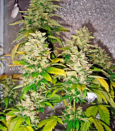 White Rhino (Nirvana Seeds) Cannabis-Samen