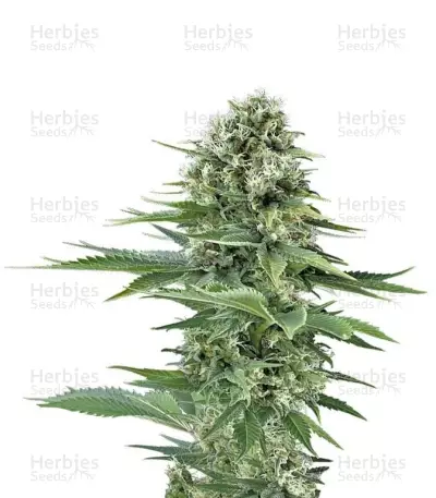 Power Flower (RQS) Cannabis-Samen
