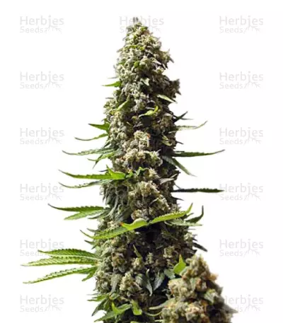 Serious 6 (Serious Seeds) Cannabis-Samen